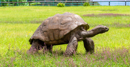 Prime Minister Narendra Modi with Jonathan, the world's oldest living giant tortoise, during his Seychelles visit.