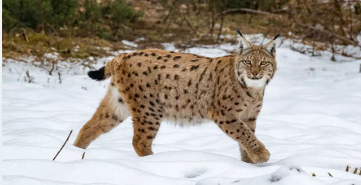 eurasian-lynx-spotted-sikkim-camera-trap