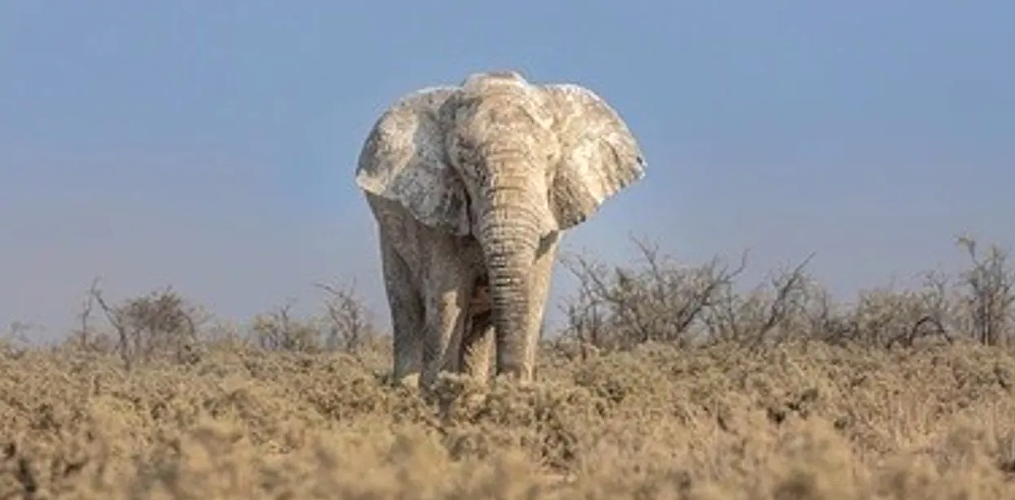Wild elephants move through a forest area in Assam amid rising human-elephant conflict.