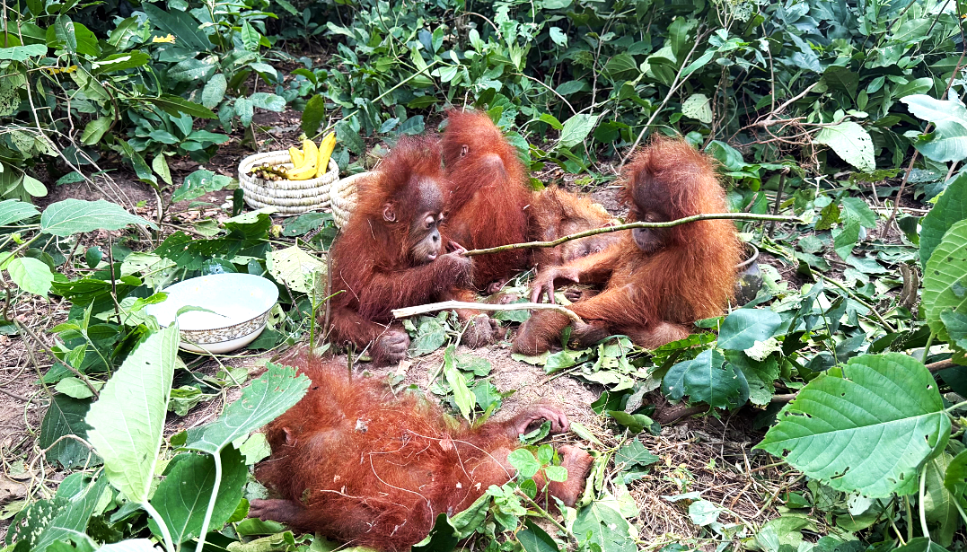 Five orangutans rescued in Odisha amid international smuggling suspicions