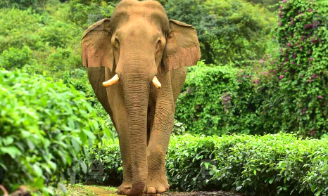 Forest officials inspect a dead tusker in Hadua Canal